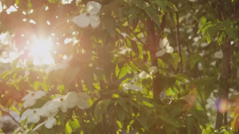 test 6.5W Solar Water Pump for Bird Bath & Small Ponds