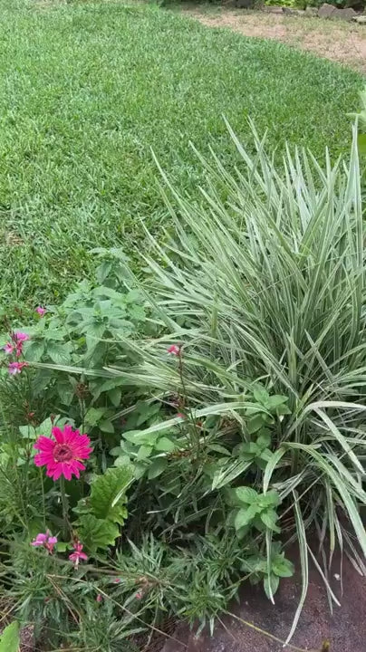 Upgraded Solar Water Pump for Bird Bath & Garden Use